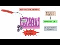 Shigellosis (Shigella) “A Cause of Bloody Diarrhea”: Pathophysiology, Symptoms, Diagnosis, Treatment Mp3 Song