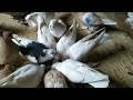 Продажа голубей Узбекских двухчубых,носочубых,чубатых .Володя 8-960-872-57-62