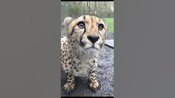 call me when you want call me when you need #shorts #animal #tiktok