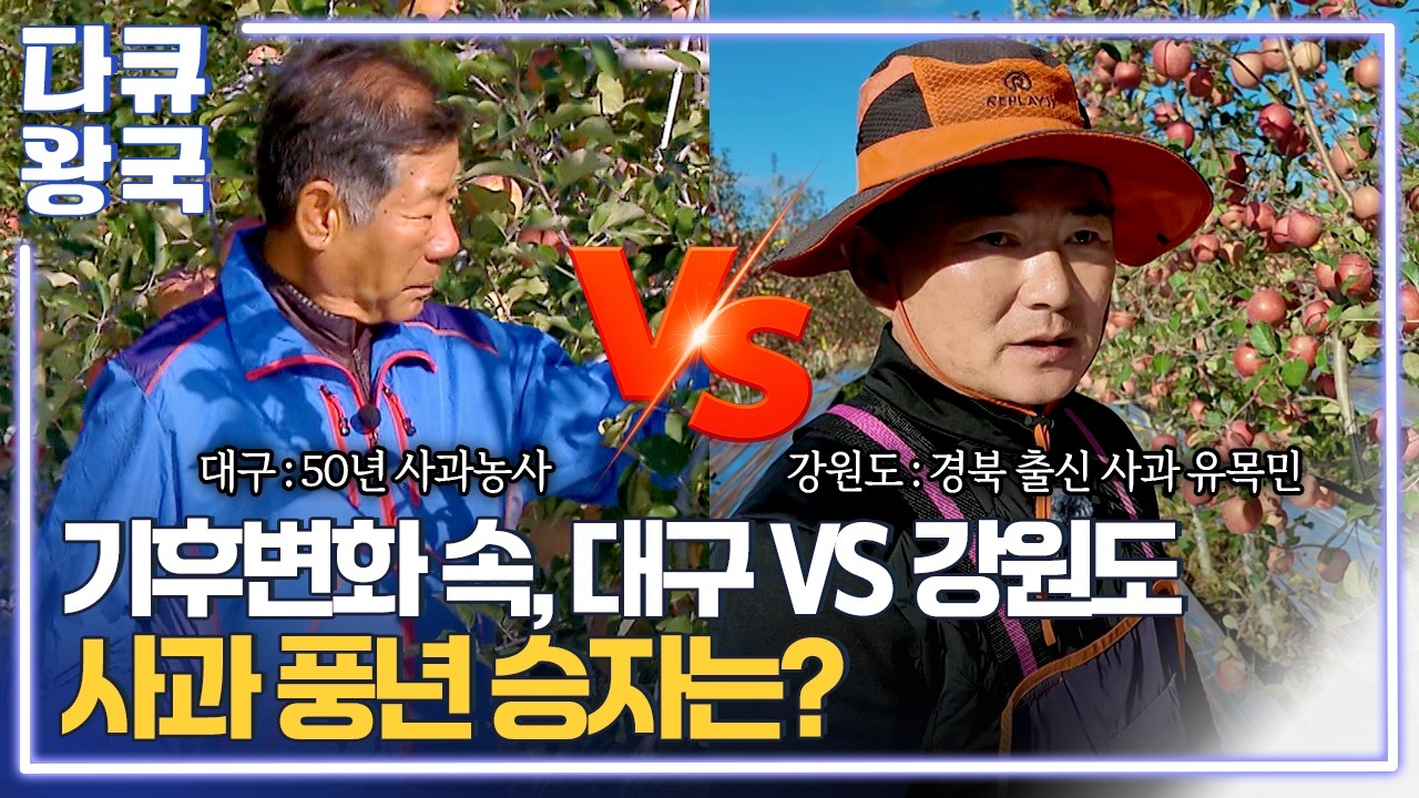 사과 농가가 줄어든다! 풍년 맞이한 과수원에 켜진 적색 신호! [한반도 사과 멸종 보고서3 대구MBC]