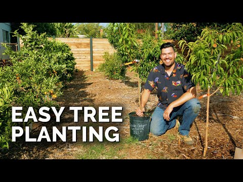 Video: Hvordan og hvornår planter man frøplanter af frugttræer om foråret?