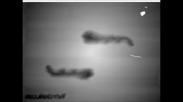 REQUESTED Effects of Windows Movie Maker in U Major