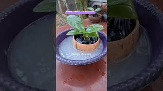 Download Lagu lalakukan hal sederhana ini maka anggrek kesayangan bisa tumbuh subur #orchidcare #gardening MP3