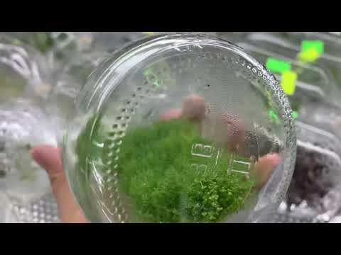 Video Trân Châu CUBA bò nền cực đẹp - youtube