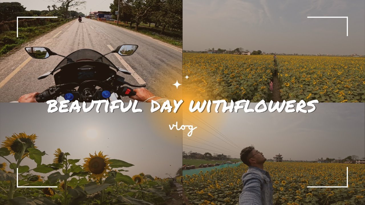 VIRAL SUNFLOWER GARDEN FULBARI CHITWAN YouTube