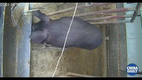 Pig Facial Recognition