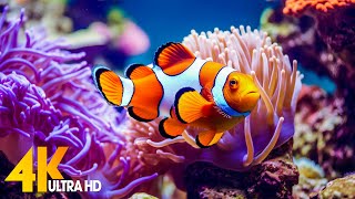 Aquarium 4K VIDEO (ULTRA HD) - Beautiful Coral Reef Fish - Sleep Relaxing Meditation Music 2