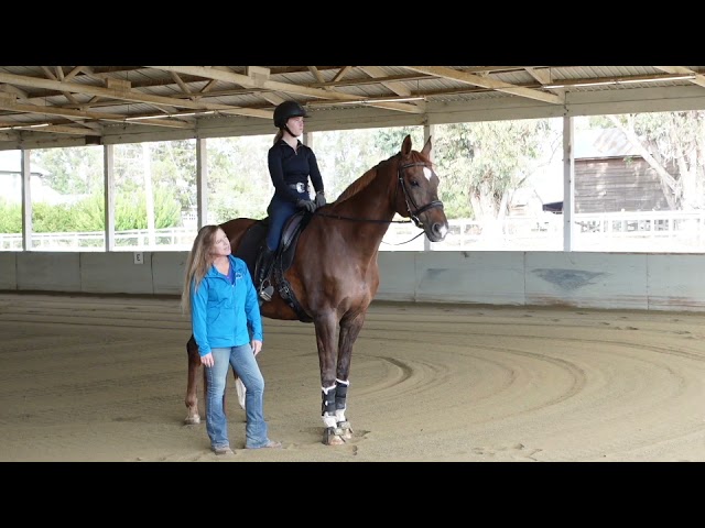 Introduction to Dressage Work with Damiro