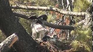 June 27th Iggy and Swoop kissing in the nest