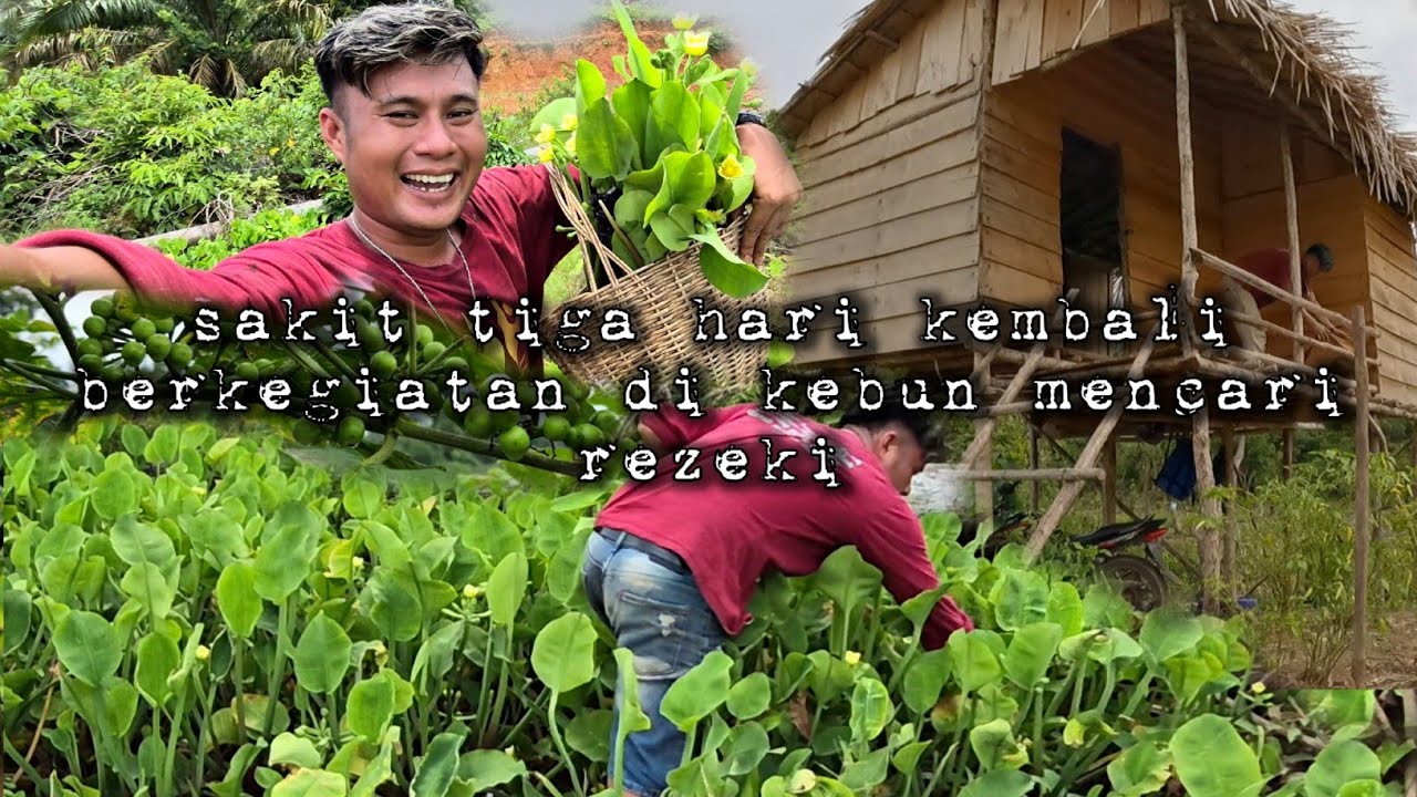 Setelah sakit tiga hari kembali bekerja di kebun mecari rezeki warta petani muda hidup di hutan