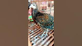 Download lagu Ayam Hutan Hijau usia 3 bulan dan 5 bulan