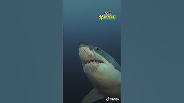 Cá mập trắng trên người chi chít vết thương #shorts