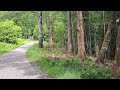 2025 Schweden Boras Reh im schwedischen Wald