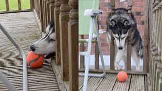 Husky Almost Gets Stuck In Fence At BFF’s House!