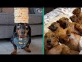 The funniest dachshund moments 2023  a hilarious compilation for sausage dog lovers furrytails