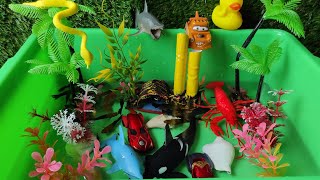 Ikan Glupy , Ikan Patin , Ikan Den Black , Ikan Mas Koki