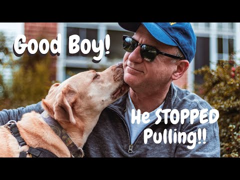 วีดีโอ: การชี้นำการเลี้ยงดูจาก Dog Trainer