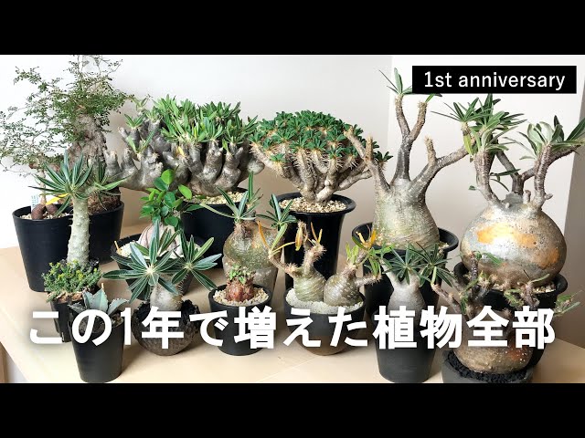 My one year botanical collection | pachypodium gracilius