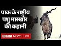 Pakistan के National Animal Markhor की इस ख़ास नस्ल पर कैसे छाया ख़तरा? (BBC Hindi)