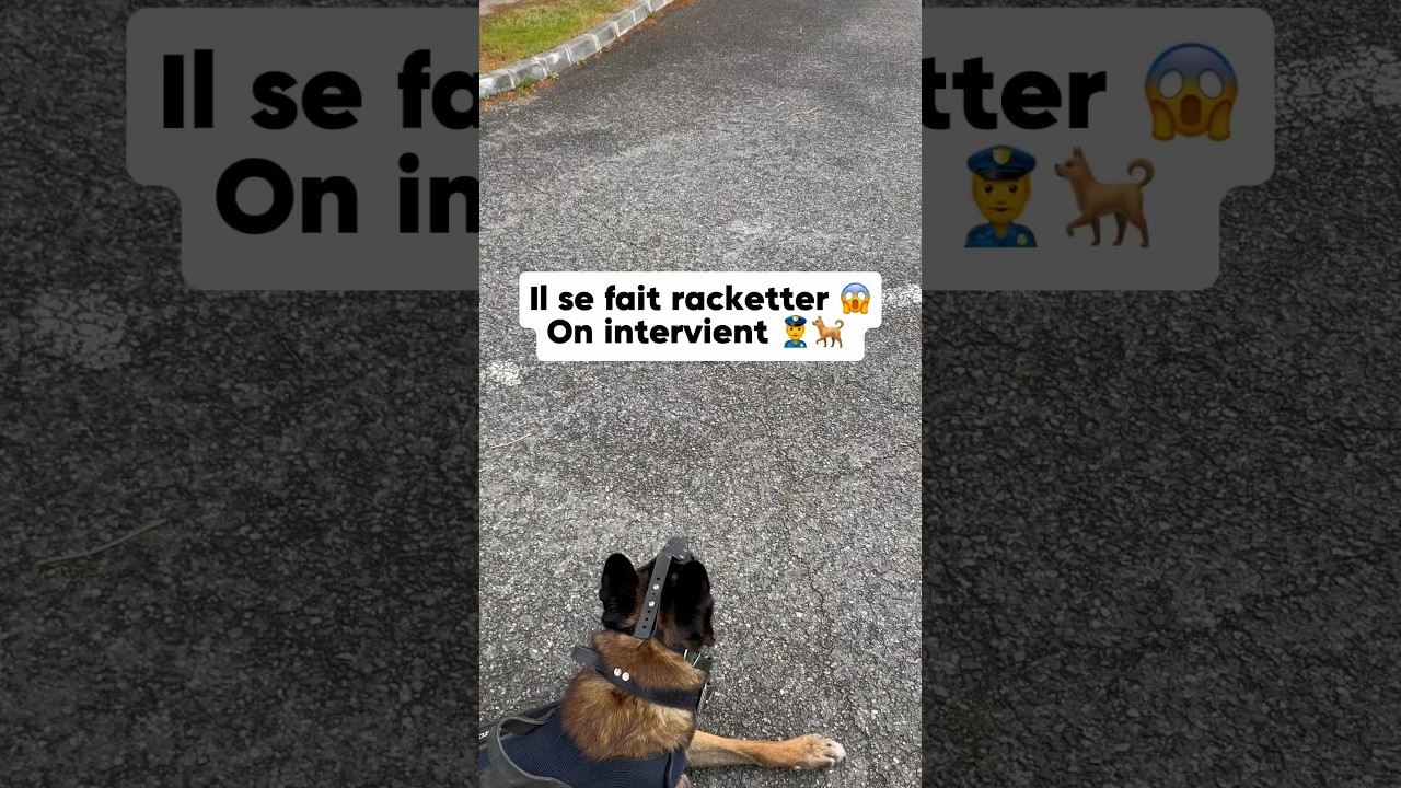   la fin il pas russi  prendre le tlphone   malinois  nino  dog  chien  embrouille