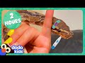 Python bubble bath and more amazing animal stories  dodo kids  2 hours of animals