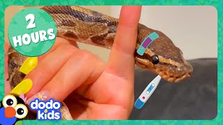 Python Bubble Bath And More Amazing Animal Stories! | Dodo Kids | 2 Hours Of Animals