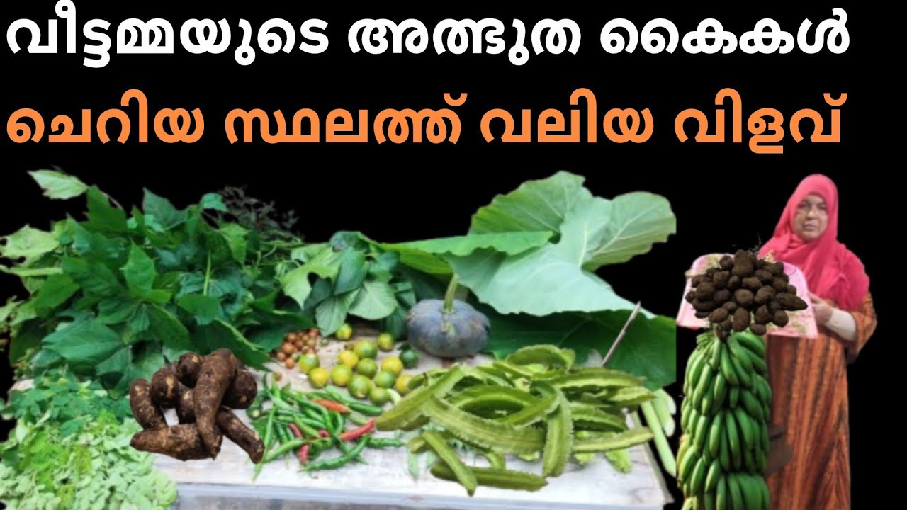 കാഴ്ച്ചയിൽ അത്ഭുതം ഇത്രയും വിളവ് ഞാനും പ്രതീക്ഷില്ല 🙏🙏