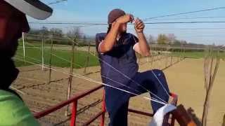 Twining - Twine Hops - Slovenia