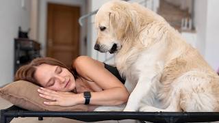 Sleeping in My Golden Retrievers' Bed | Funny Puppy Reaction