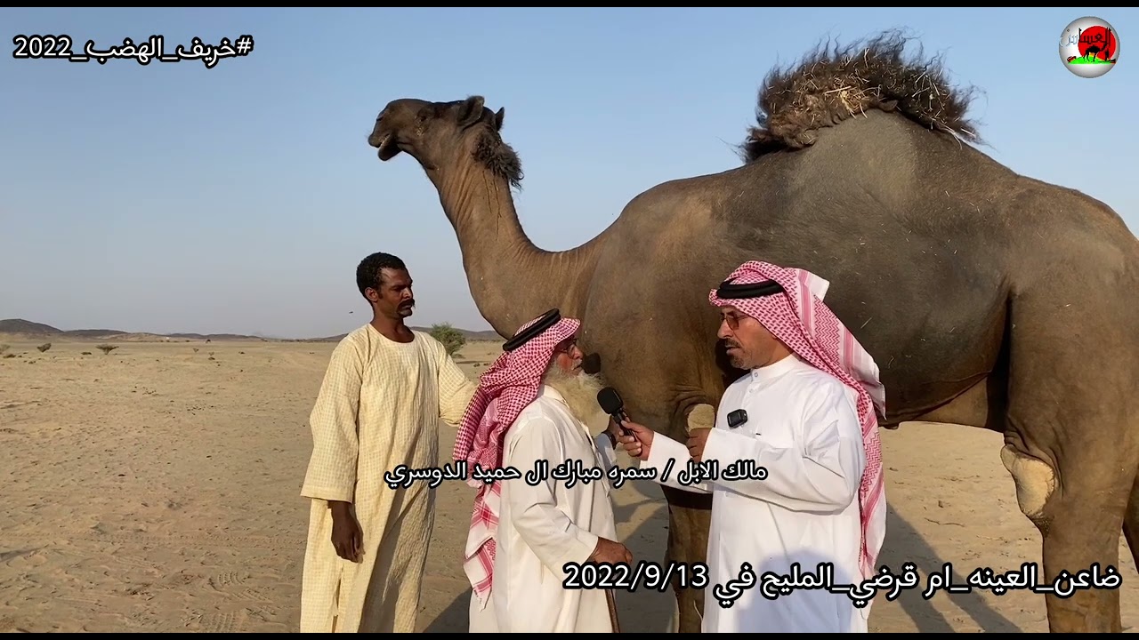 العساس_خريف _الهضب عيينة ال حميد