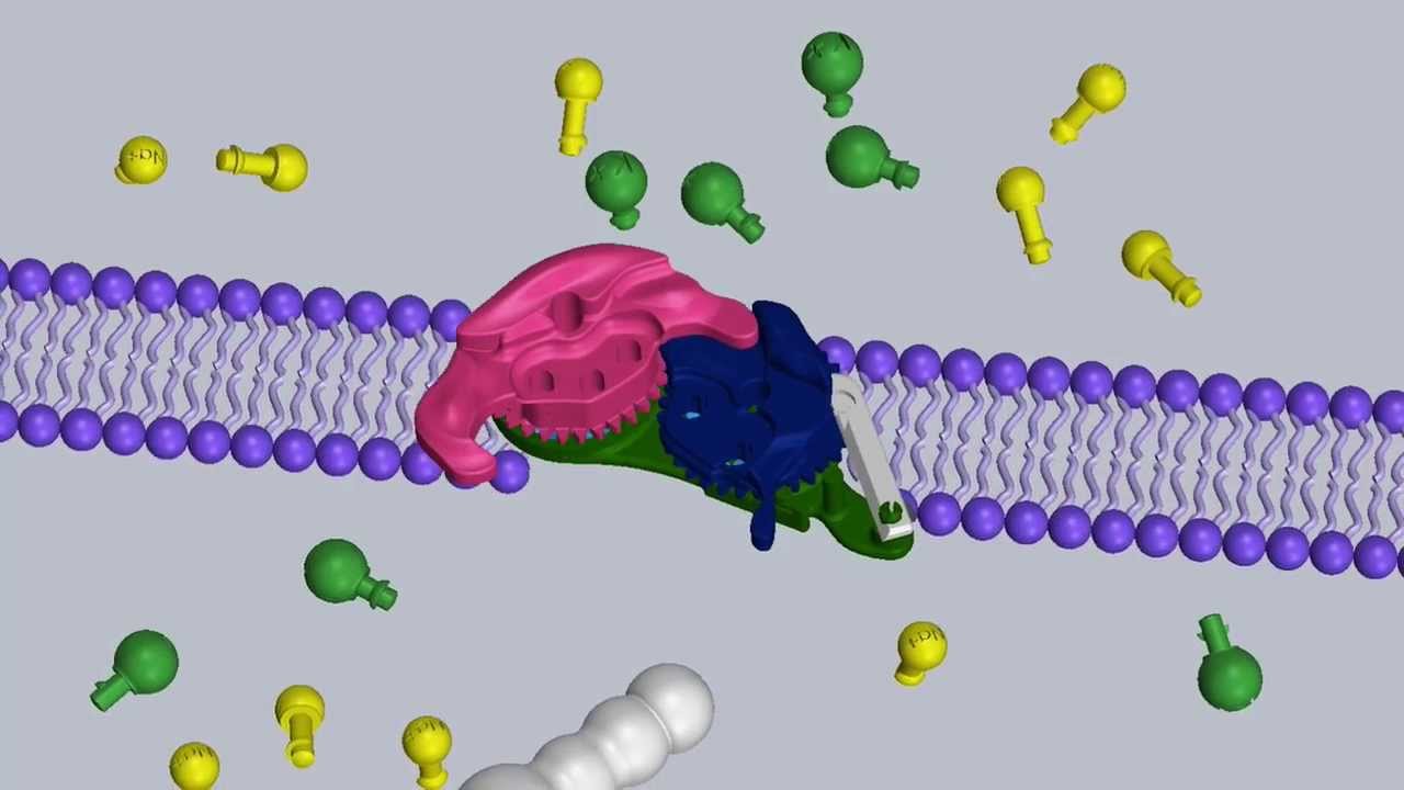 3D Sodium Potassium Pump - YouTube