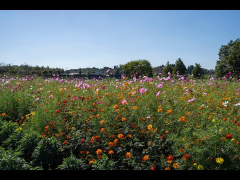 富田さとにわ耕園 コスモス2022