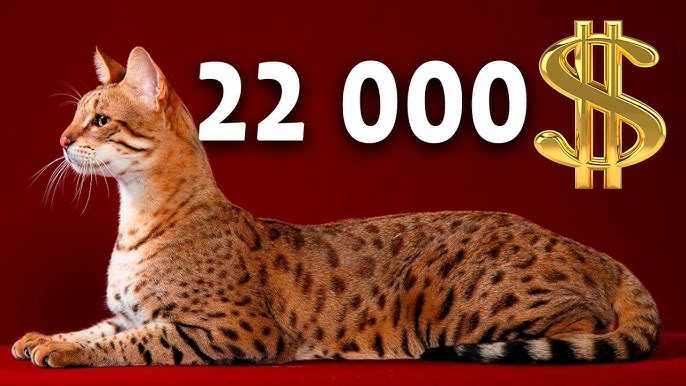 Keksa ayollar ishtirokida rus porno