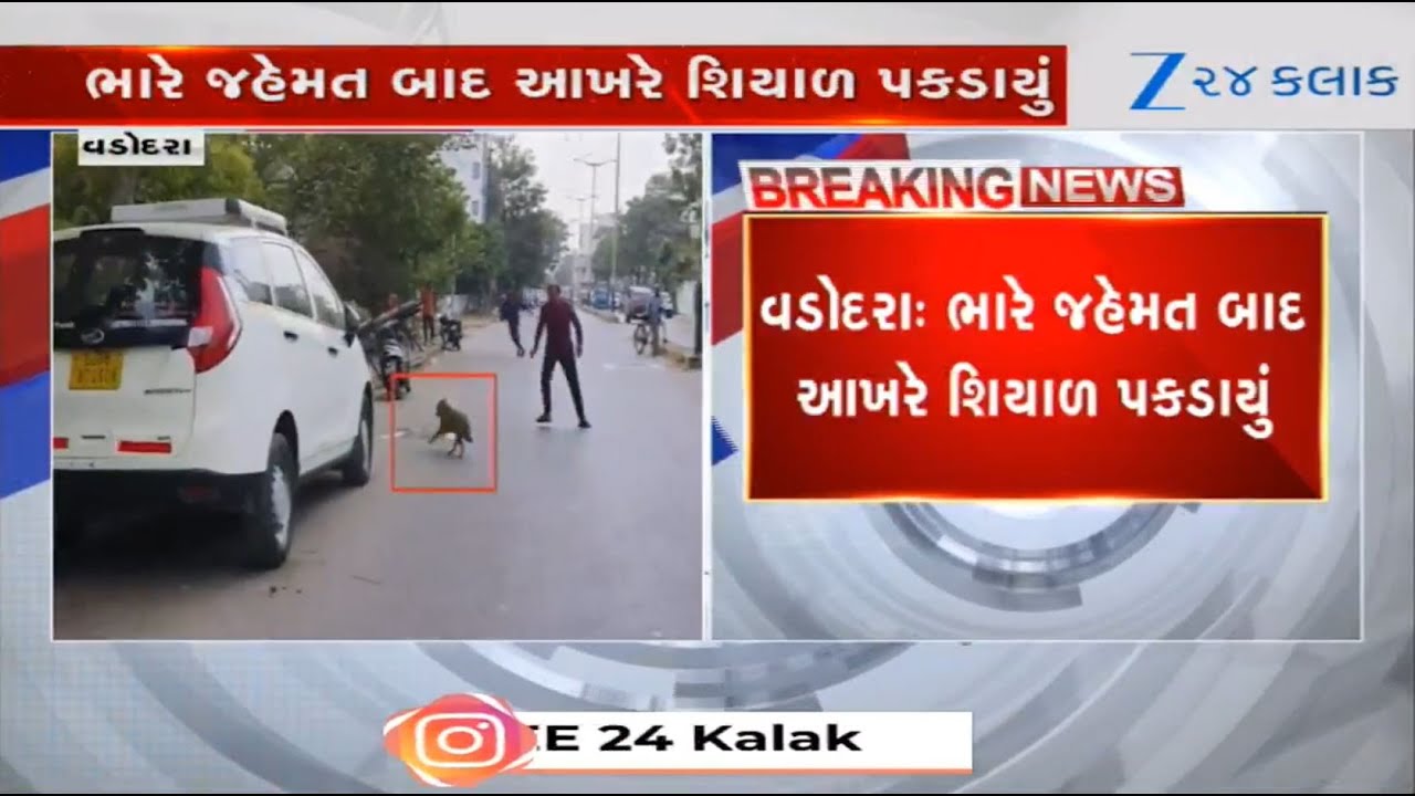 Gujarat: After long hustle, forest department rescues fox that entered residential area of Vadodara