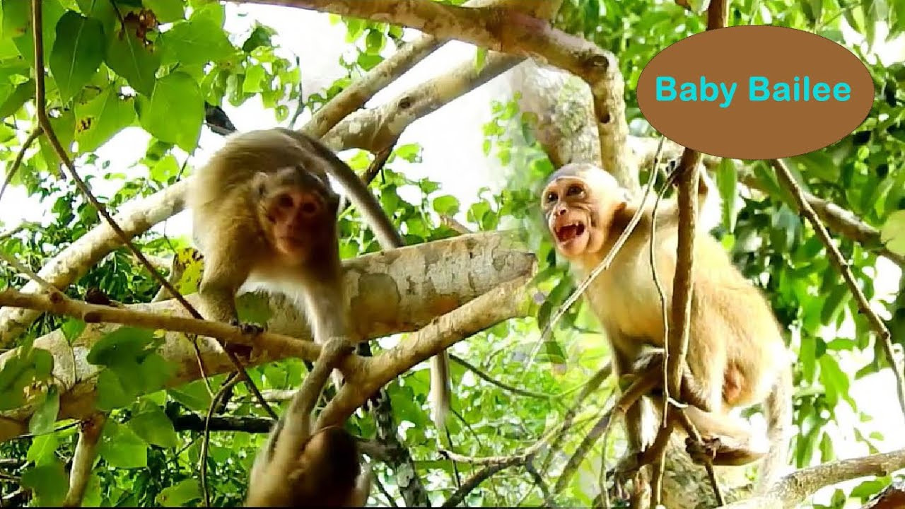 OMG !! Million cry got attack from big monkey , baby Bailee crying so loudly , Bailee got attacked