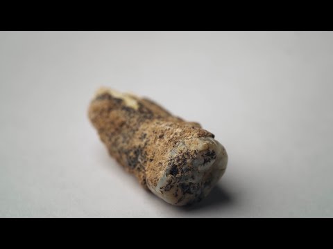 \"ადამის კბილი\" გამქრალია | აღმოჩენა მეცნიერებს წულუკიანის უწყების გენინსპექციამ ჩამოართვა