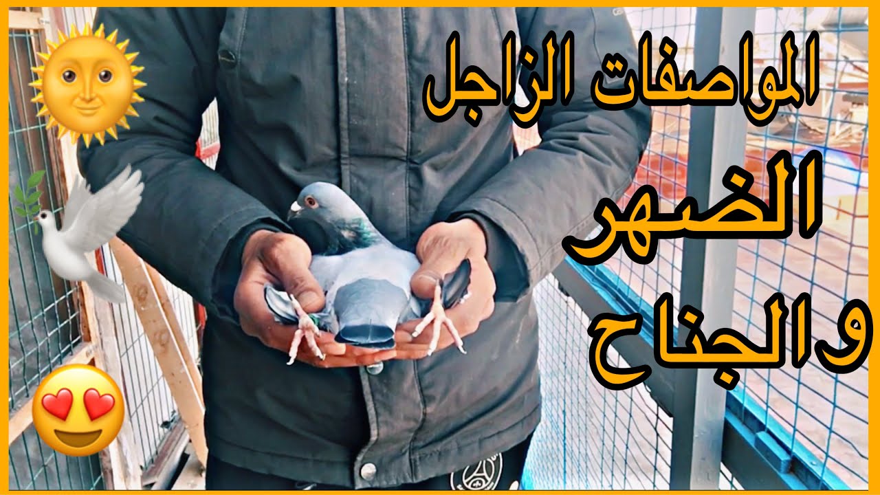 المواصفات الحمام الزاجل😀وكيفية إنتاج الحمام زاجل في المستوى 🕊😍