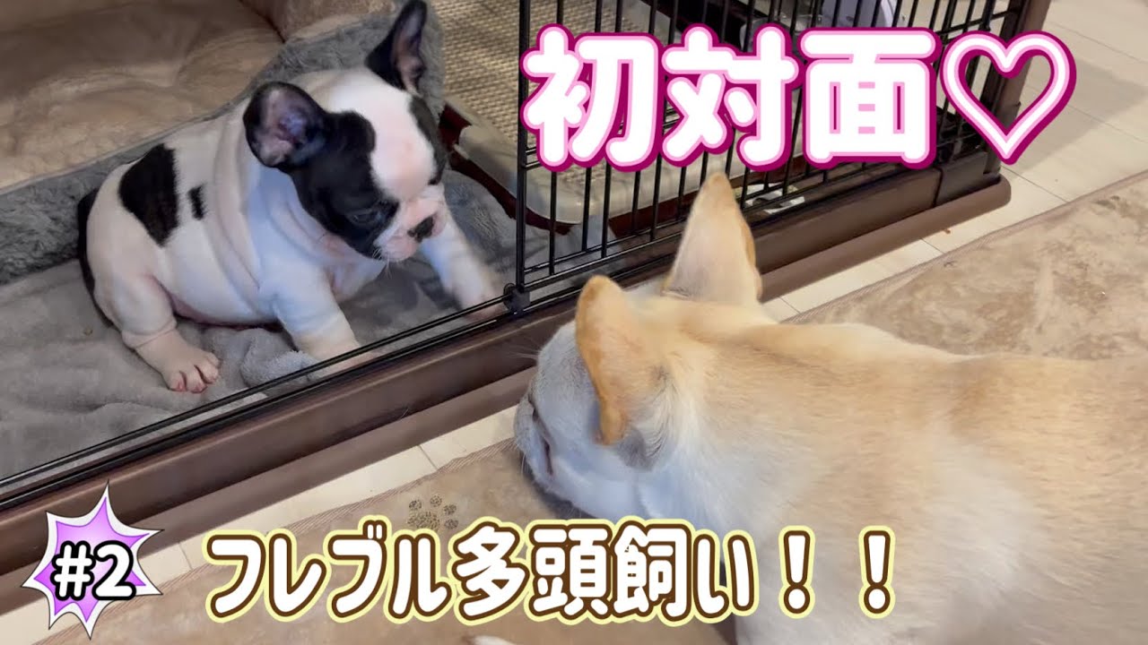 《フレブルいろは＆ししまる初生対面》多頭飼い♡