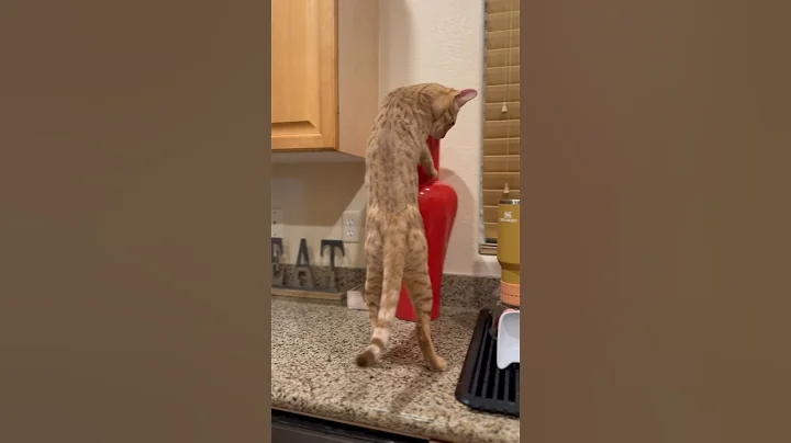 Video 4407281: beautiful savannah kitten, cat savannahcat