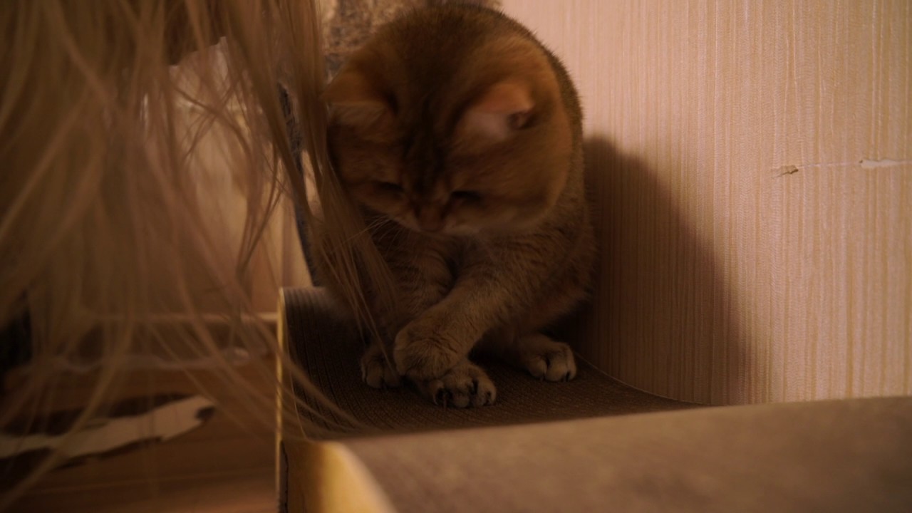 funny cats sleeping in weird positions compilation 2014 funnyplox So I'll straighten your hair....