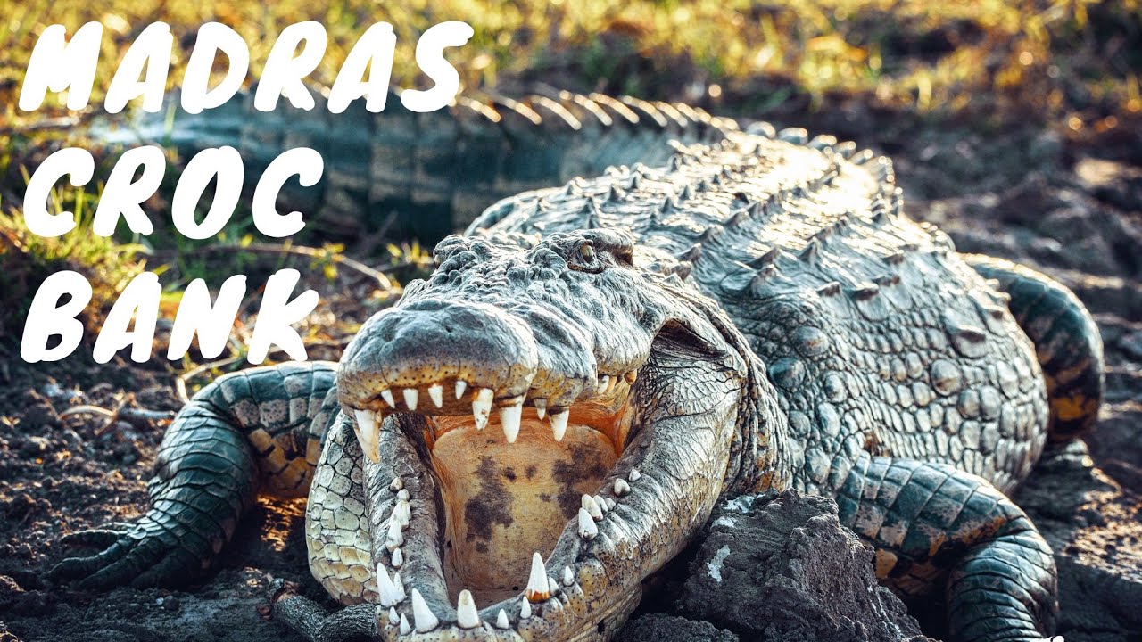Inside the Madras Croc Bank: Getting Up Close and Personal with the World's Deadliest Reptiles