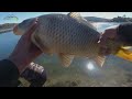 Sazan ve Alabalık avı 2022 yeni | intro | Carp and Trout fishing 2022 new intro