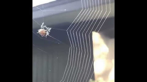 Araña tejiendo su telaraña. ¿Lo habías visto alguna vez?