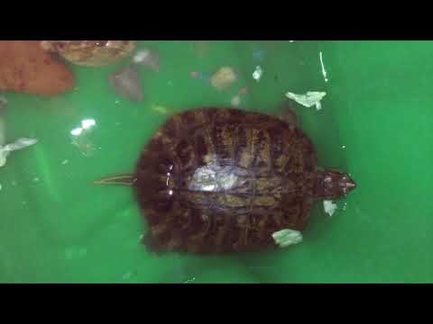 วีดีโอ: ติดตั้ง Turtle Pool ในร่ม