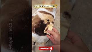This Cat Looks Like a Loaf of Bread!