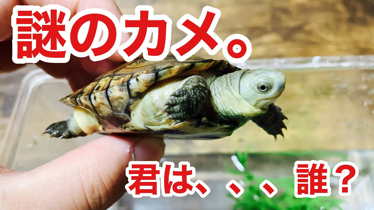少し前にお迎えしたこのカメの種類わかる方いますか？ - YouTube