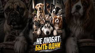 🐶 Собаки, которые не любят одиночество #собаки #породы
