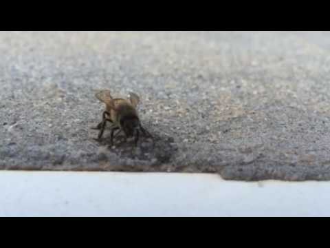 Honey bee peeing