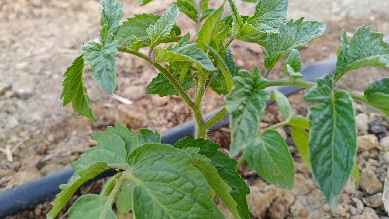 Үйдегі неміс порнофотосуреттері