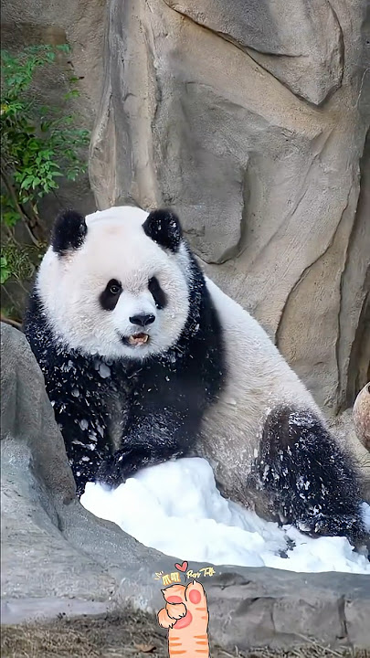 YuAI~雪中精灵，绝世大美熊 #大熊猫渝爱 #ui